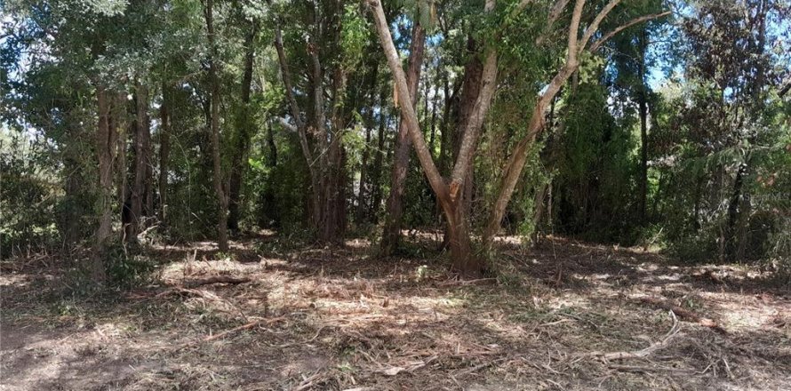 Terrain à Williston, Floride № 2205707