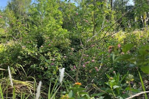 Terreno en venta en Kissimmee, Florida № 1680829 - foto 5