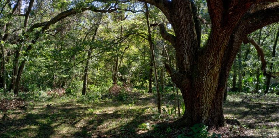 Terreno en Gainesville, Florida № 1792687