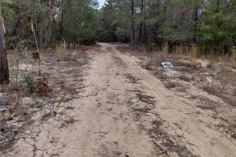 Terrain à vendre à Interlachen, Floride № 2239635 - photo 4