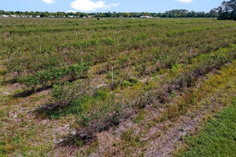 Land in Mount Dora, Florida № 2408403 - photo 11