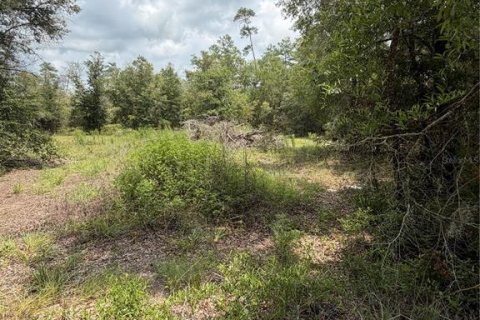 Terrain à vendre à Williston, Floride № 2227877 - photo 4