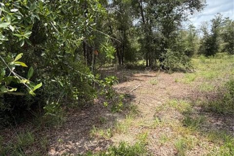 Terrain à vendre à Williston, Floride № 2227877 - photo 3