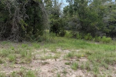 Terrain à vendre à Williston, Floride № 2227877 - photo 6