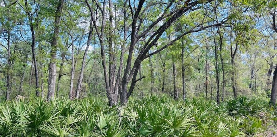 Terreno en Chiefland, Florida № 1613481