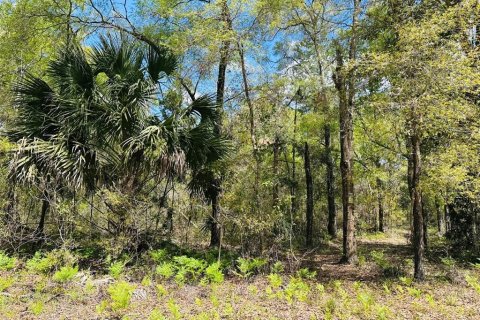Terreno en venta en Chiefland, Florida № 1613481 - foto 10