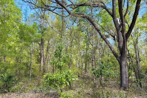 Terreno en venta en Chiefland, Florida № 1613481 - foto 8