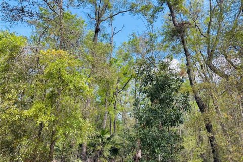 Terreno en venta en Chiefland, Florida № 1613481 - foto 7