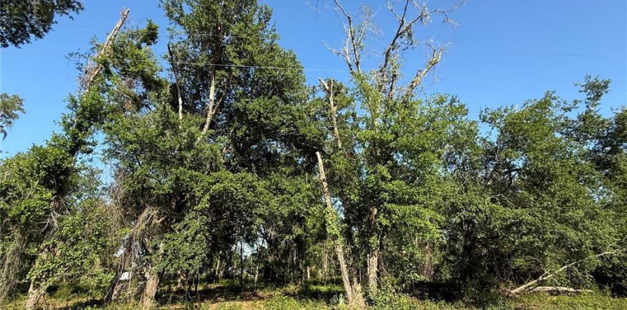 Terreno en Zephyrhills, Florida № 1733807