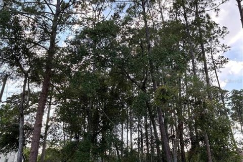 Land in DeLand, Florida № 1781383 - photo 2