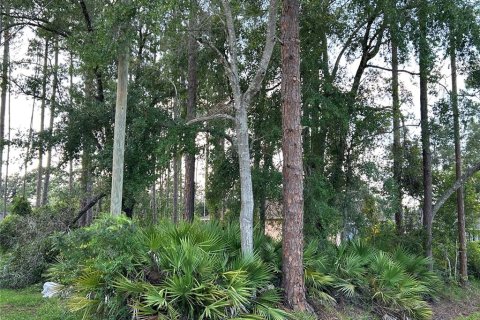 Land in DeLand, Florida № 1781383 - photo 1
