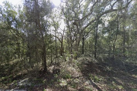 Terreno en venta en Webster, Florida № 2394321 - foto 5