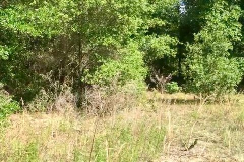 Купить земельный участок в Даннеллон, Флорида № 1917253 - фото 3