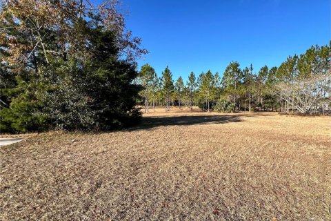 Land in Chiefland, Florida № 1561471 - photo 2