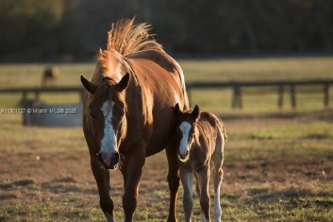Commercial property in Loxahatchee Groves, Florida № 1964193 - photo 1