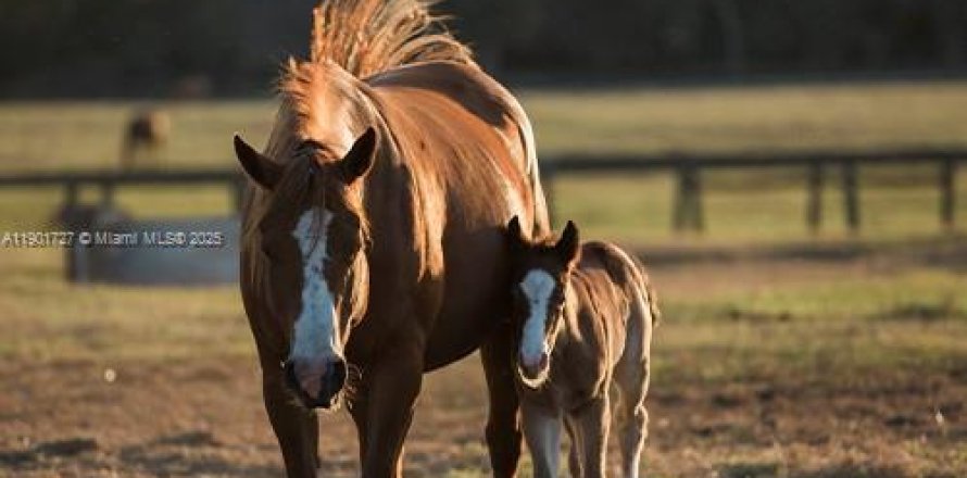 Commercial property in Loxahatchee Groves, Florida № 1964193