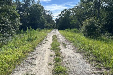Land in Williston, Florida № 2165269 - photo 2