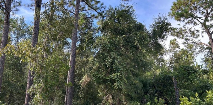 Land in Williston, Florida № 2165269