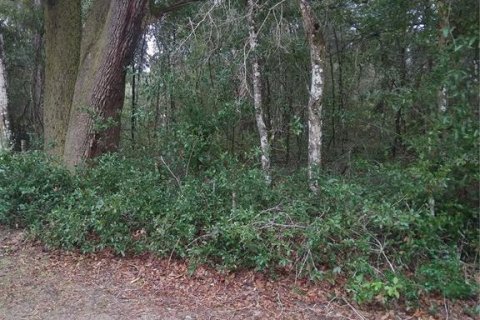 Land in Silver Springs Shores, Florida № 2160148 - photo 2