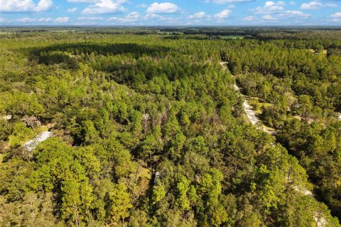 Land in Bell, Florida № 2385859 - photo 3