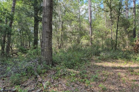Land in Bell, Florida № 2385859 - photo 18