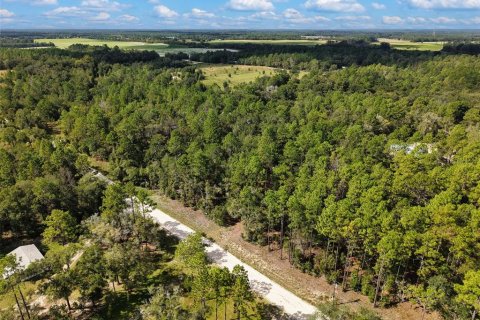Land in Bell, Florida № 2385859 - photo 4