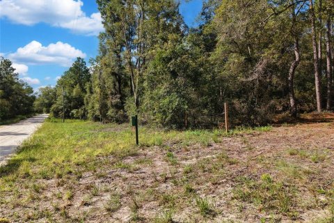 Land in Bell, Florida № 2385859 - photo 9