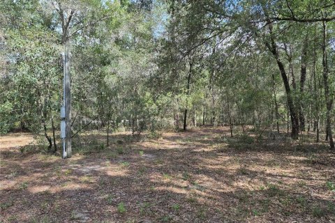 Land in Bell, Florida № 2385859 - photo 19
