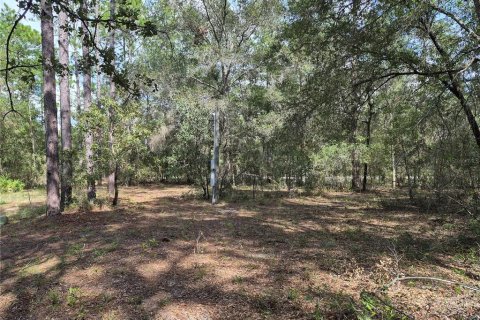 Land in Bell, Florida № 2385859 - photo 14