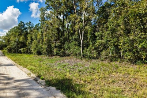 Land in Bell, Florida № 2385859 - photo 5