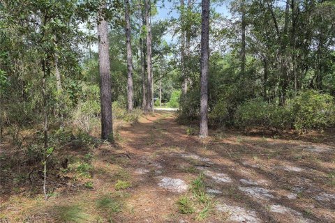 Land in Bell, Florida № 2385859 - photo 23