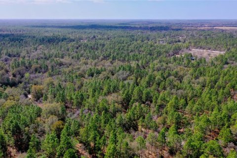 Land in Dunnellon, Florida № 1787868 - photo 15