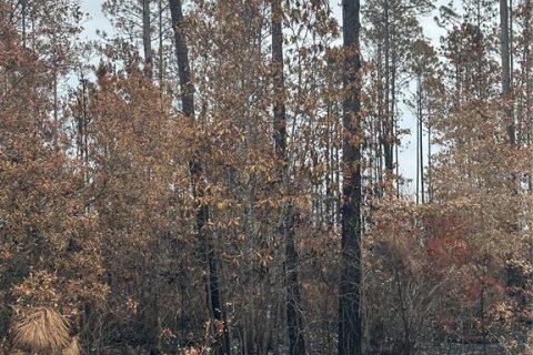 Купить земельный участок в Палатка, Флорида № 2212573 - фото 2