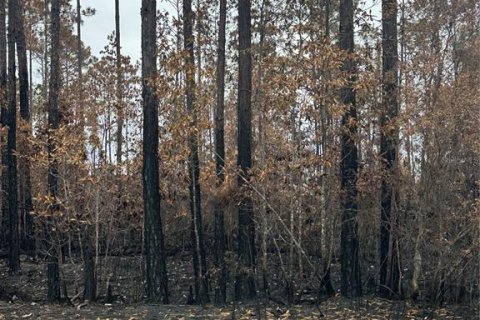Купить земельный участок в Палатка, Флорида № 2212573 - фото 3