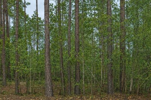 Земельный участок в Палатка, Флорида № 2212573