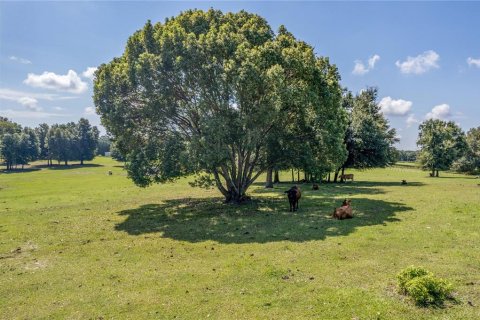 Land in Fruitland Park, Florida № 220858 - photo 21
