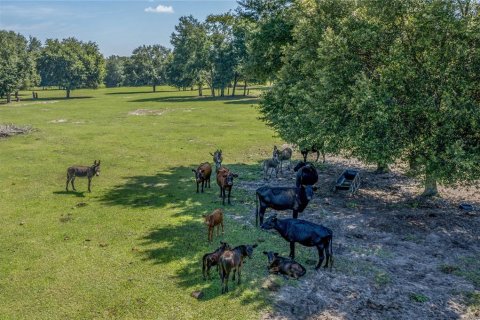 Land in Fruitland Park, Florida № 220858 - photo 14