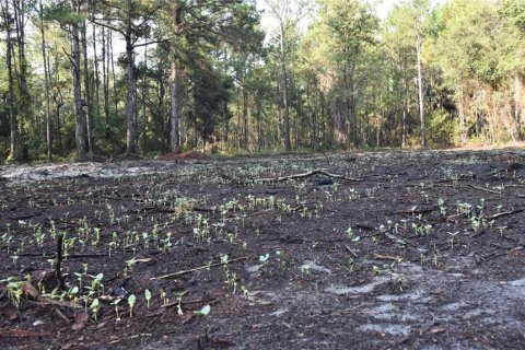 Terreno en venta en Palatka, Florida № 1905054 - foto 11