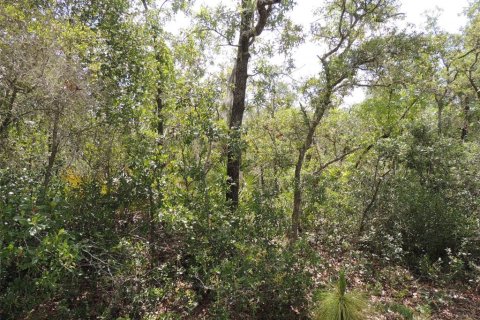Land in Cedar Key, Florida № 2158706 - photo 5