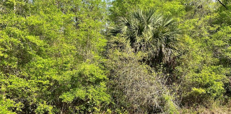 Land in Chiefland, Florida № 2159216