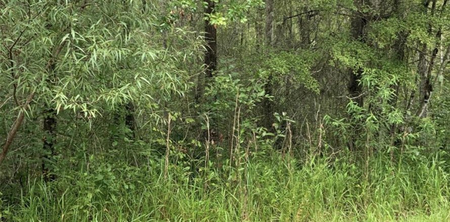 Terrain à Alachua, Floride № 2098436