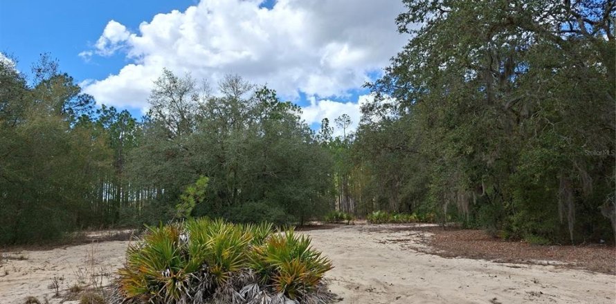 Terrain à Ocklawaha, Floride № 2164867