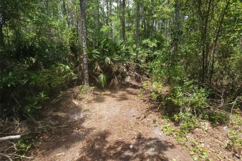 Land in Bunnell, Florida № 2216625 - photo 6