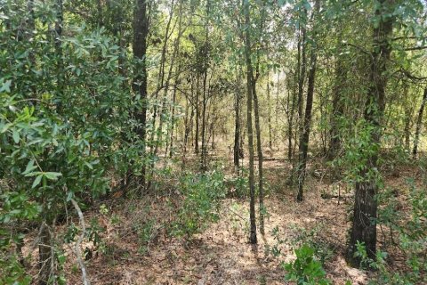 Land in Dunnellon, Florida № 1893615 - photo 3