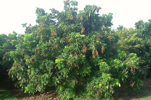 Immobilier commercial à vendre à Homestead, Floride № 1985239 - photo 21