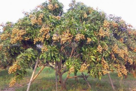 Immobilier commercial à vendre à Homestead, Floride № 1985239 - photo 19