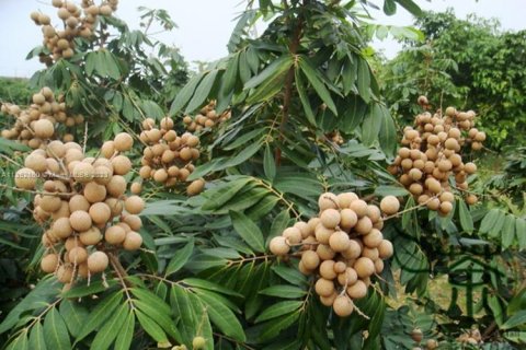 Immobilier commercial à vendre à Homestead, Floride № 1985239 - photo 20