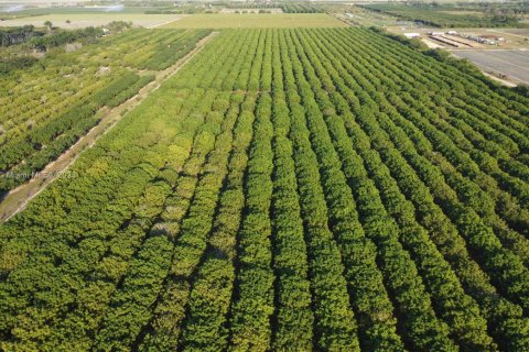 Immobilier commercial à vendre à Homestead, Floride № 1985239 - photo 5