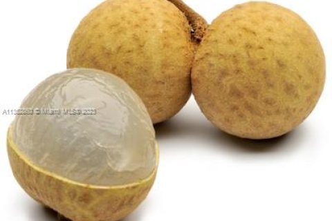 Immobilier commercial à vendre à Homestead, Floride № 1985239 - photo 18