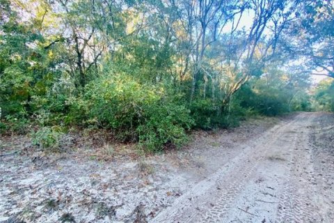 Land in Inverness, Florida № 2217729 - photo 6